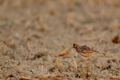 Close-up of a bird perching on a field