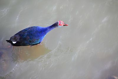 High angle view of a bird in lake