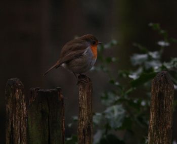 Close-up of bird perching on wooden post