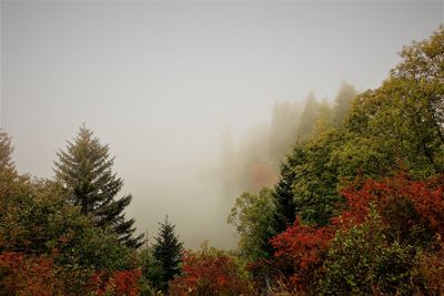 Trees in forest against sky during autumn