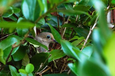 Close-up of lizard on plant