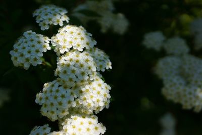 Close-up of white flowers