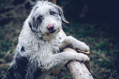 Portrait of dog on field