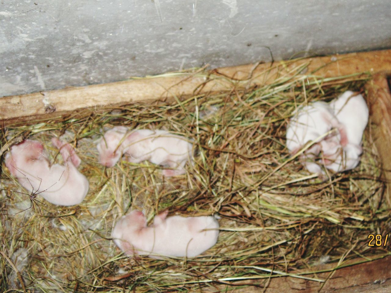 Baby rabbits