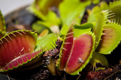 Venus flytrap close up plant eat insect