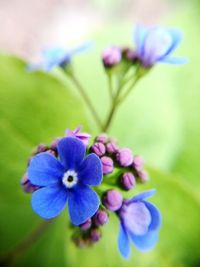 Close-up of purple flowers blooming outdoors