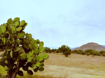 Close-up of plants growing on field against sky