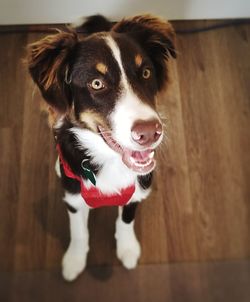 Close-up portrait of dog standing on hardwood floor