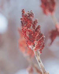 Close-up of frozen plant