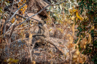 View of an animal on land