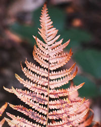 Close-up of dry leaves