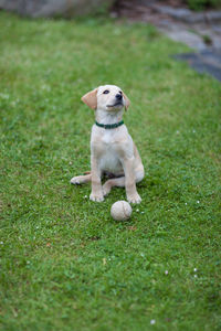 Dog running on grass
