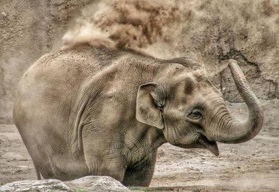 Side view of elephant in zoo