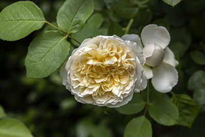 Close-up of pale yellow rose