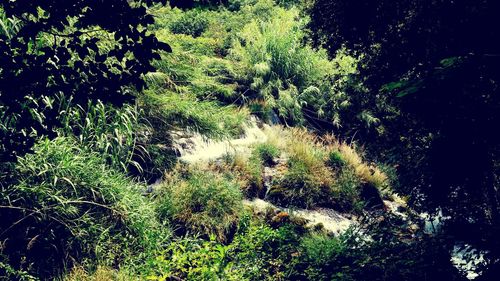 Trees in forest