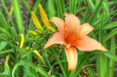 Close-up of day lily on plant in field