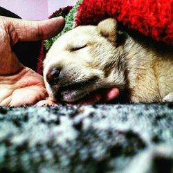 Close-up of dog relaxing on hand