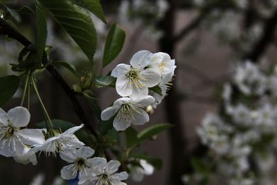 Close-up of white flowers blooming