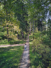 View of person walking on footpath in forest