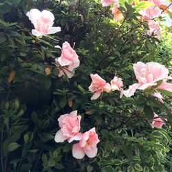 Close-up of pink flower