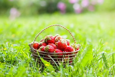 Close-up of strawberries