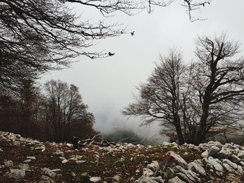 Low angle view of bare trees against clear sky