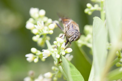 Close-up of butterfly pollinating on flower