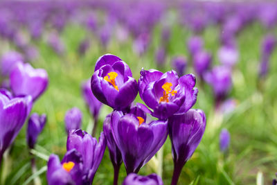 Close-up of purple crocus flowers on field