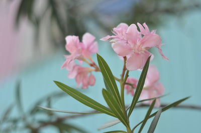 Close-up of pink flowers