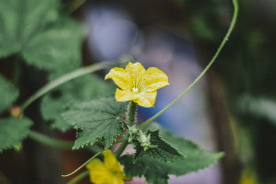 Close-up of yellow flowering plant