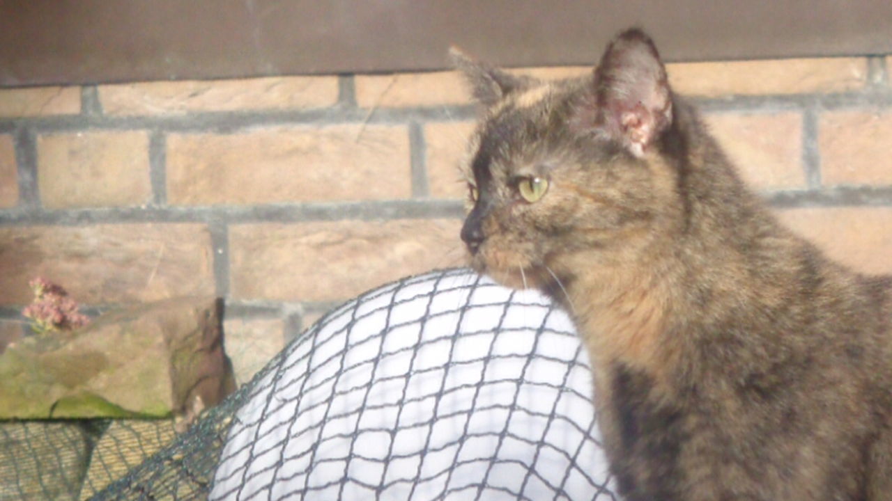 CLOSE-UP OF CAT SITTING ON WALL