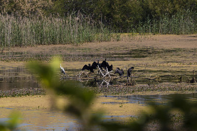 View of birds in lake