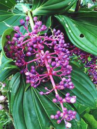 Close-up of pink flower