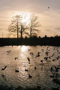 Silhouette of birds on tree trunk