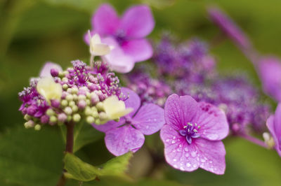 Close-up of pink flowers