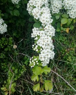 Close-up of white flowering plant