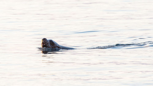 Close-up of duck swimming in water