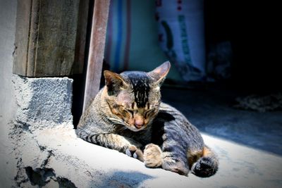 Close-up of a cat resting