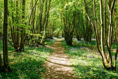 Footpath amidst trees in forest