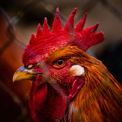 Close-up of rooster