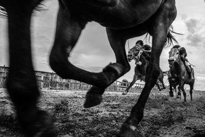 Low section of horse walking on field against sky