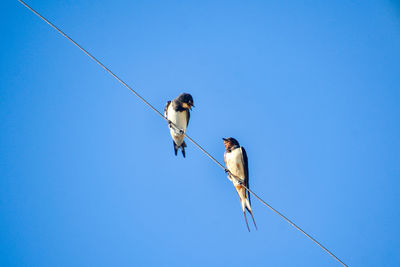 Low angle view of bird perching on cable against clear blue sky