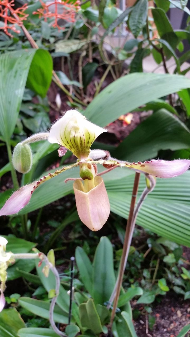 flower, freshness, petal, growth, fragility, flower head, leaf, beauty in nature, plant, blooming, nature, close-up, focus on foreground, in bloom, green color, bud, stem, blossom, single flower, stamen