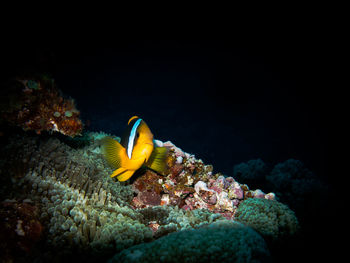 Close-up of fish swimming in sea