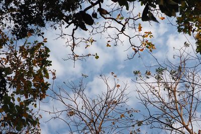 Low angle view of flowering tree against sky
