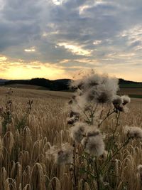 Scenic view of field against sky during sunset