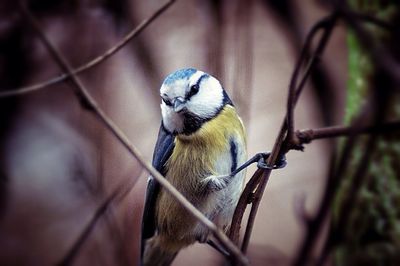 Close-up of bird perching on branch