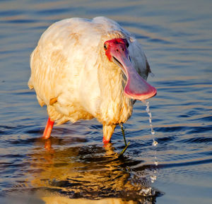 Close-up of duck