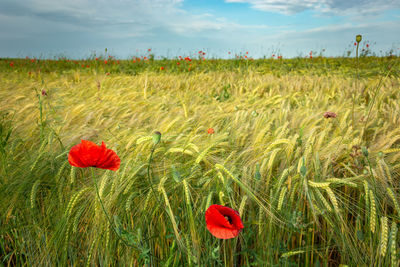 Red poppies growing in barley, horizon and sky