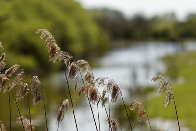 Close-up of wilted plant on field